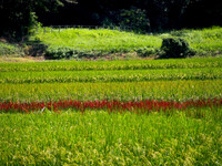 赤米のある田