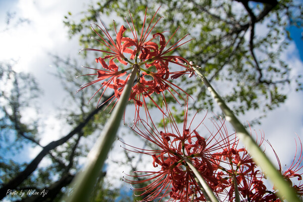 spider lily ～ 天高く
