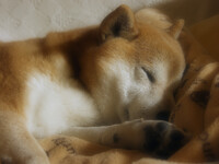 【週刊カイちゅわん】眠るお坊ちゃま犬