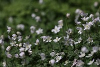 Anemoneの仲間
