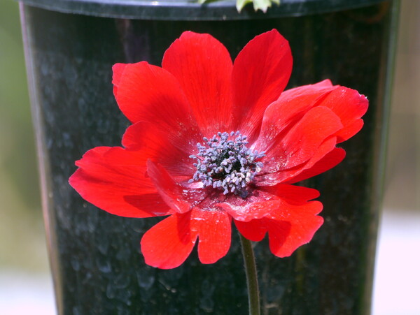 G3で真赤な花を撮りました。