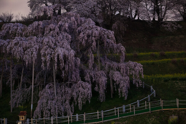午前４時の滝桜