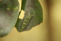 オオムラサキの幼虫
