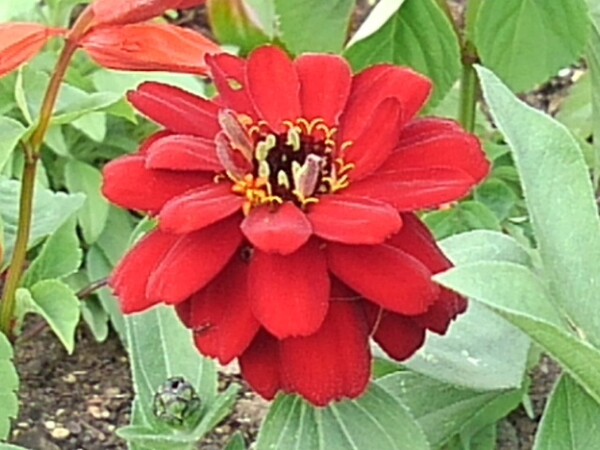 赤い花～公園の花壇にて