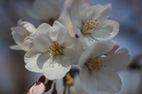 公園の桜