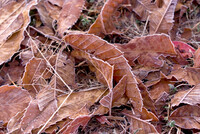 「ときめきの色」枯れ葉も凍える