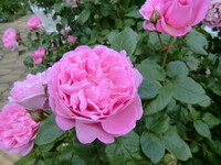 薔薇園のバラ３