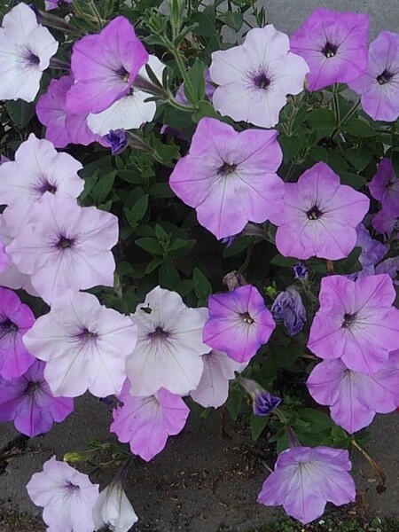 豊富に咲いた公園の紫の花