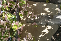 お寺の八重桜