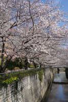 石神井川沿いの桜