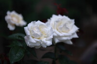 可憐な白薔薇を