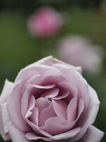 旧古河庭園・淡いピンクのバラ