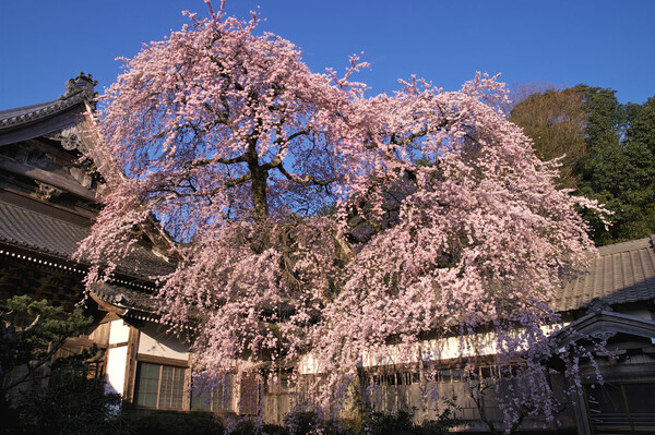 【おだやかに・・・春】　勝泉寺のしだれ桜