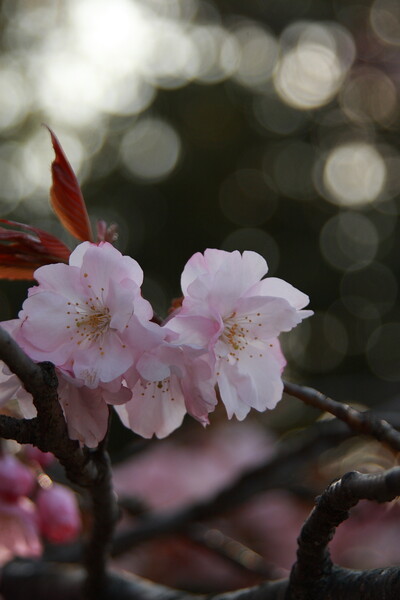 桜−ミグルマガエシ