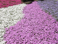 永澤寺の芝桜