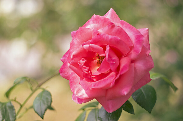 【フリー】　ピンクの薔薇