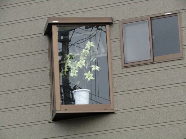 豪邸の出窓から　胡蝶蘭の花が　🌼