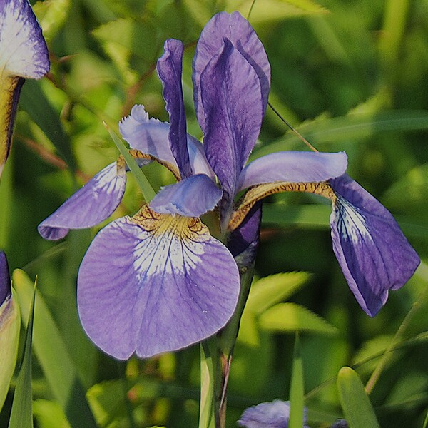 Tamron AF 28-300mm F3.5-6.3 Macro(A20)