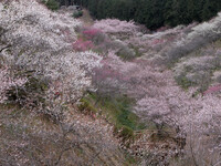 青梅市梅の公園