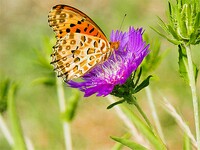 好みの色の花に蝶が留まりました。