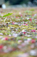 桜と苔の絨毯