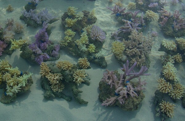 六本木ヒルズ屋上の珊瑚