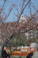 横須賀基地の桜