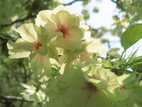 「うこん」緑の桜２