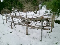 キウイ畑も大分雪解け