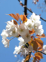 桜SAKURA
