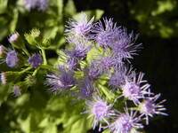 庭に咲くアゲタラム