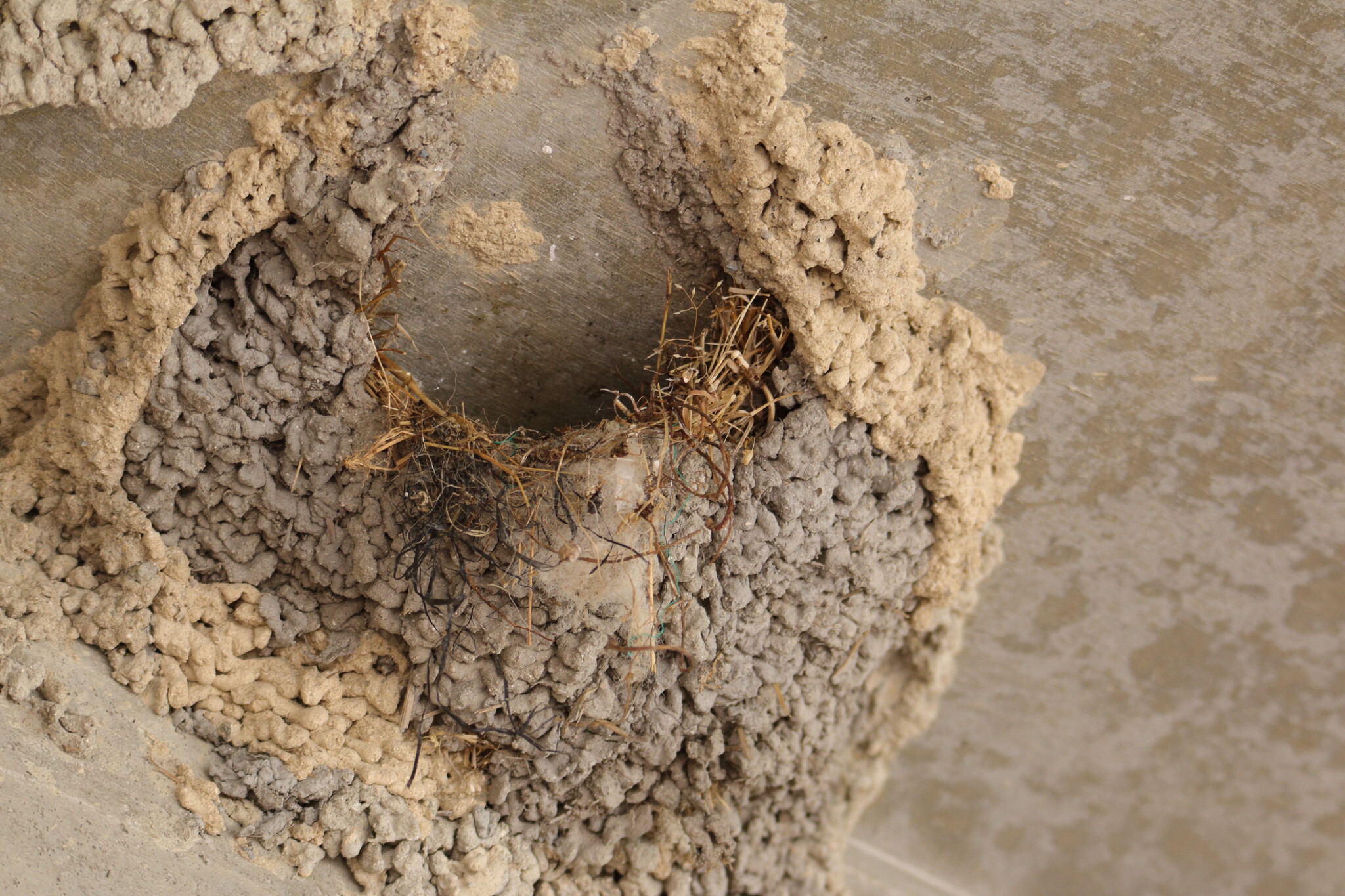 コシアカツバメの巣