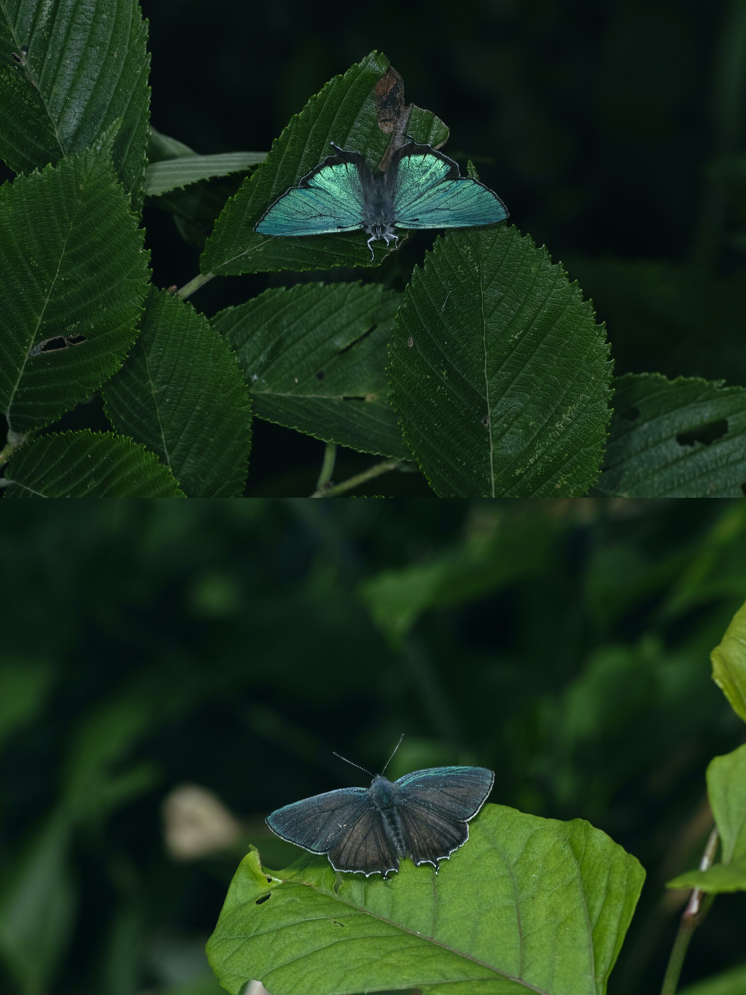 何方側から撮影するかで表翅の発色が異なるジョウザンミドリシジミ