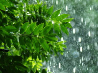雨の新緑