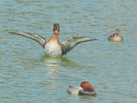 羽根を広げた珍鳥