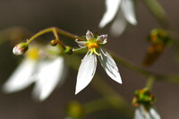 変わった形の花