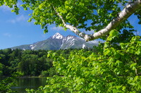 新緑の利尻島