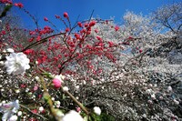 花桃と桜・・・