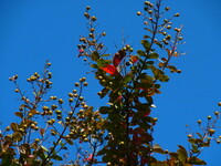 サルスベリの実と紅葉