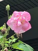 酔芙蓉