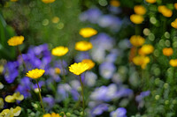 お花畑