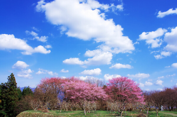 【おだやかに・・・春】 白い雲青い空ピンク桜