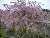 かじかわ公園の枝垂れ桜