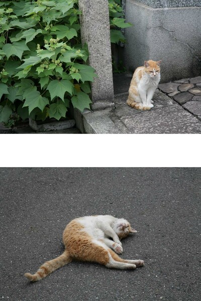 野良猫の人生