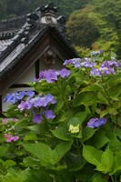 雨の紫陽花寺