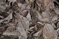 どす黒く霜の枯れ葉