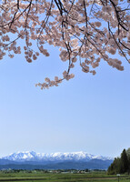 天を仰ぐ桜