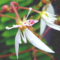 小さい花を大きく　ユキノシタ