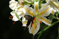 大輪の花に遊ぶ