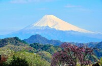 伊豆の里山と富士